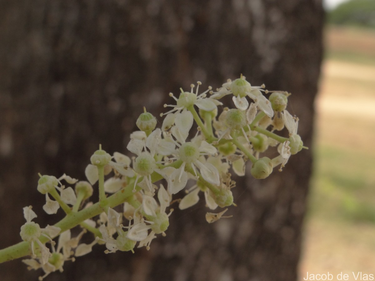 Chloroxylon swietenia DC.